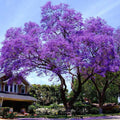 Paulownia Tree Seeds
