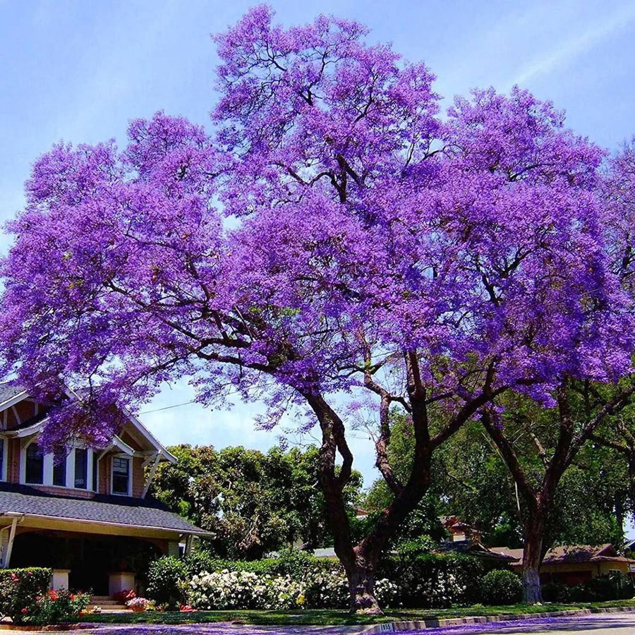 Paulownia Tree Seeds