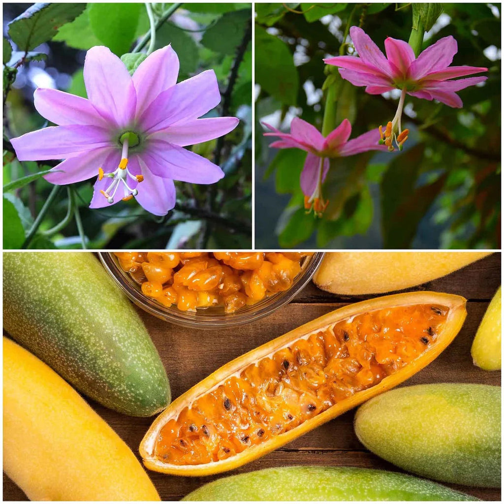 Pink Passion Flower Seeds
