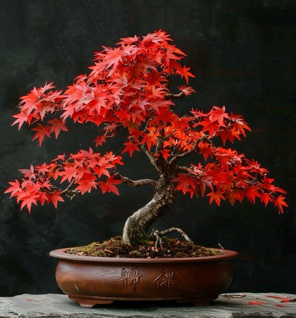 Red Maple Bonsai Tree Seeds