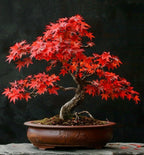 Red Maple Bonsai Tree Seeds