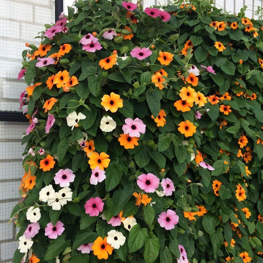 Black Eyed Susan Seeds