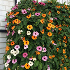 Black Eyed Susan Seeds