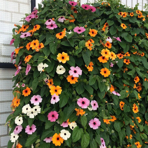 Black Eyed Susan Seeds