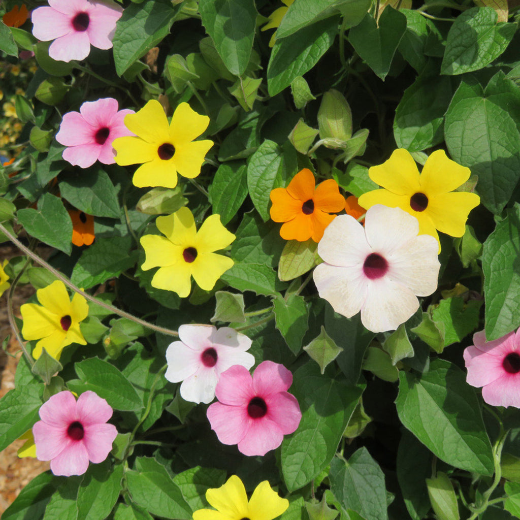 Black Eyed Susan Seeds