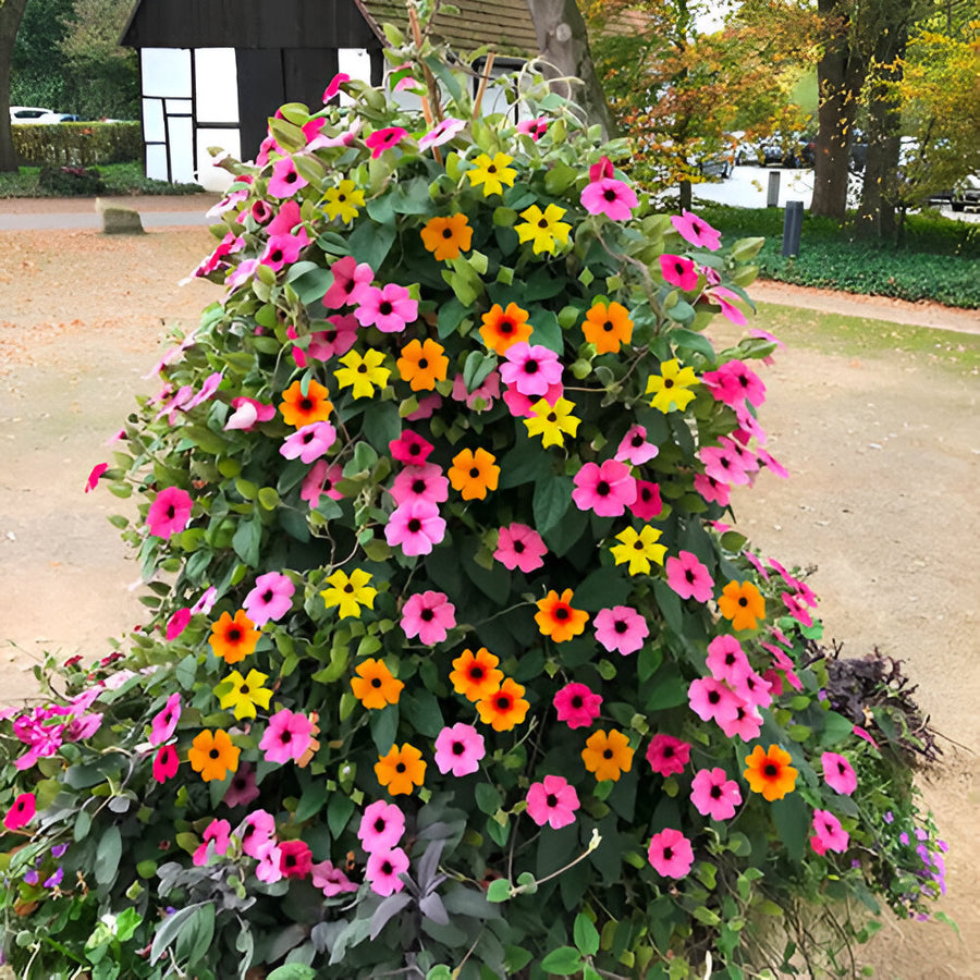 Black Eyed Susan Seeds