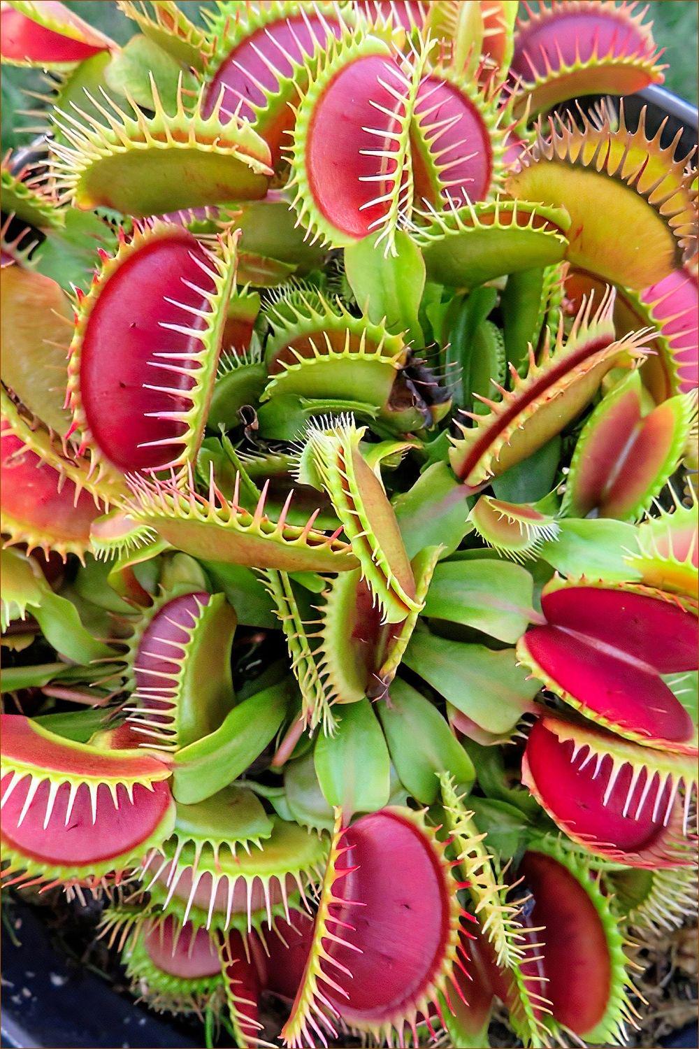 Venus Fly Trap Seeds