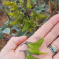 Birdflower Seeds Hummingbird Flowers