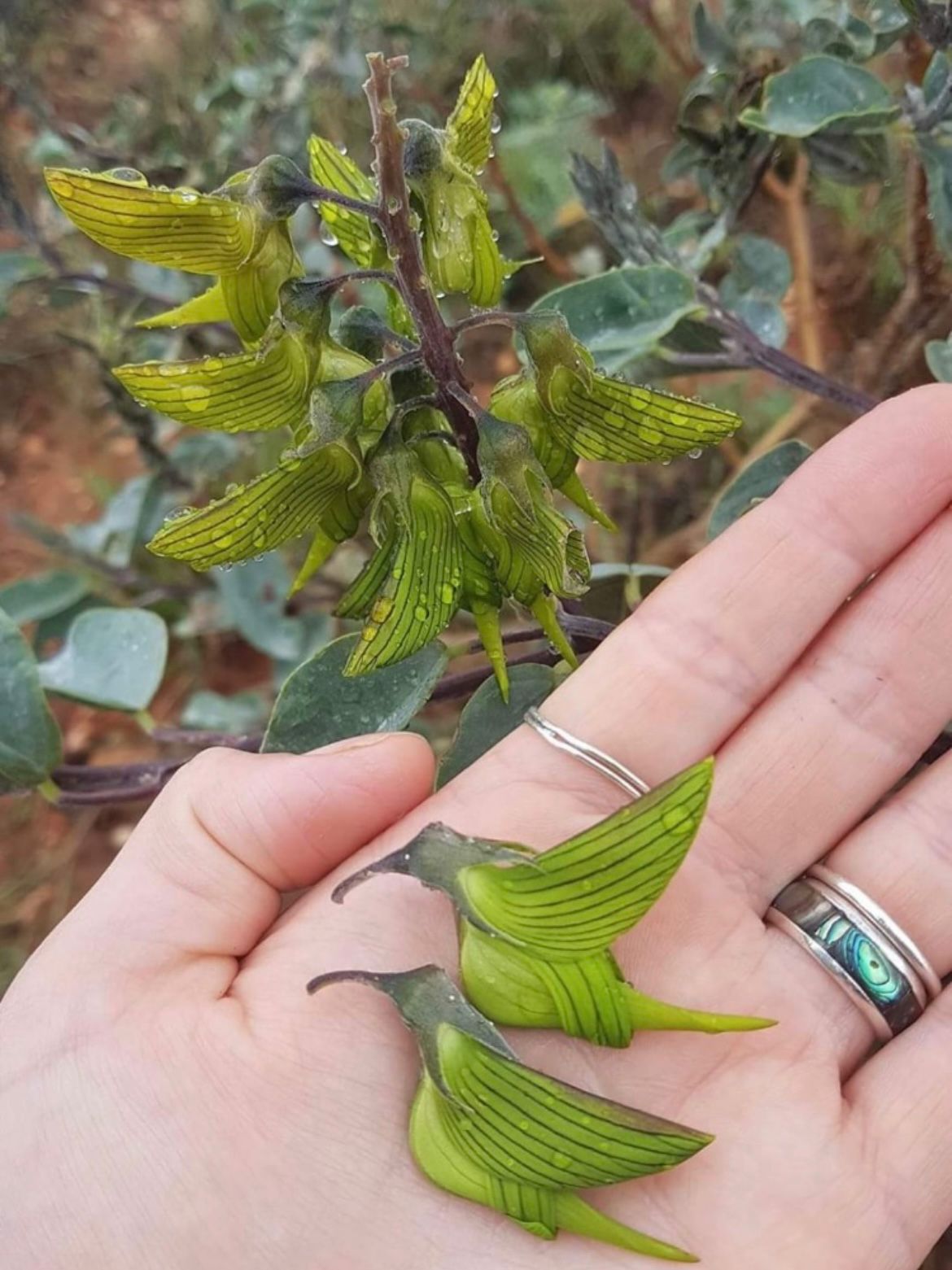 Birdflower Seeds Hummingbird Flowers