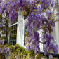 Wisteria Blue Rain Seeds