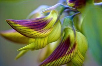 Bird Flower Seeds