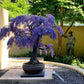 Purple Rain Bonsai Seeds