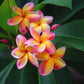Frangipani Seeds