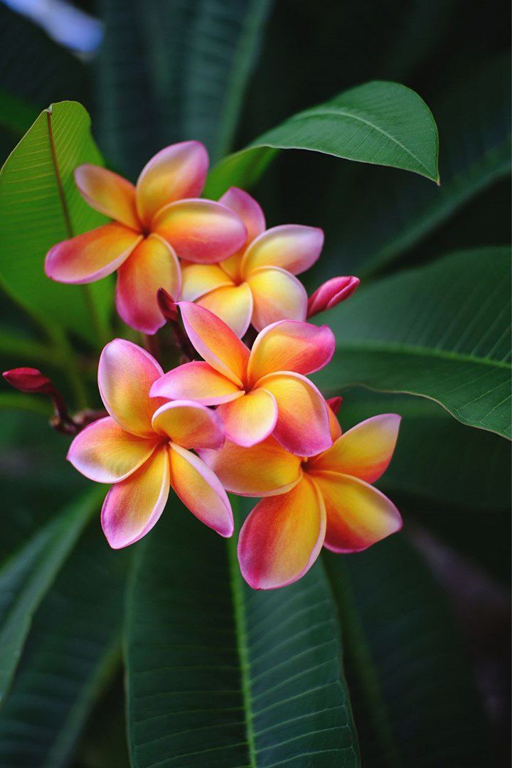 Frangipani Seeds