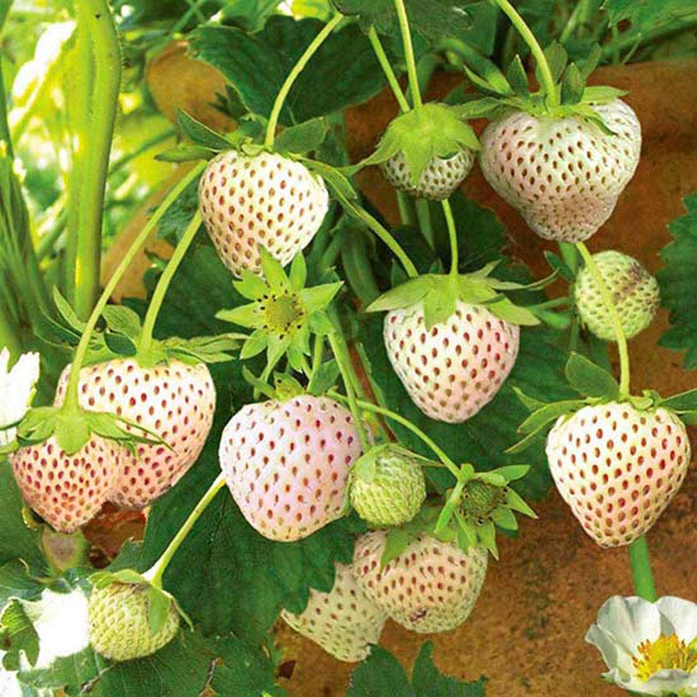 White Strawberry Seeds
