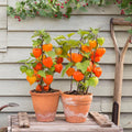 Orange Lantern Plant Seeds