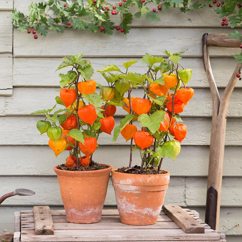 Orange Lantern Plant Seeds