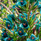 Puya Alpestris Seeds