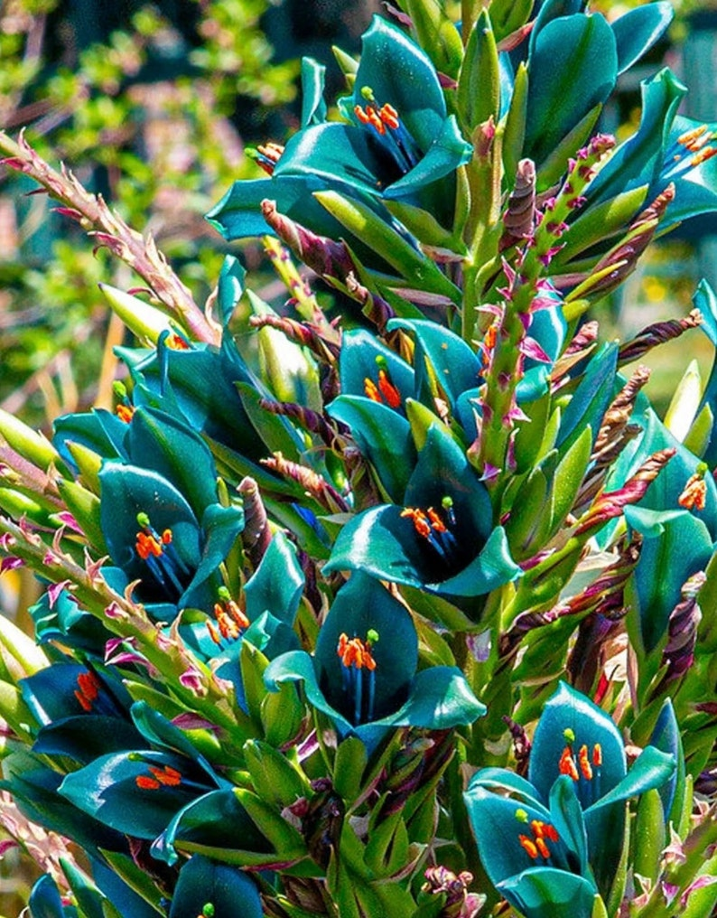 Puya Alpestris Seeds