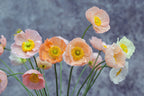 Icelandic Poppy Flower Seeds