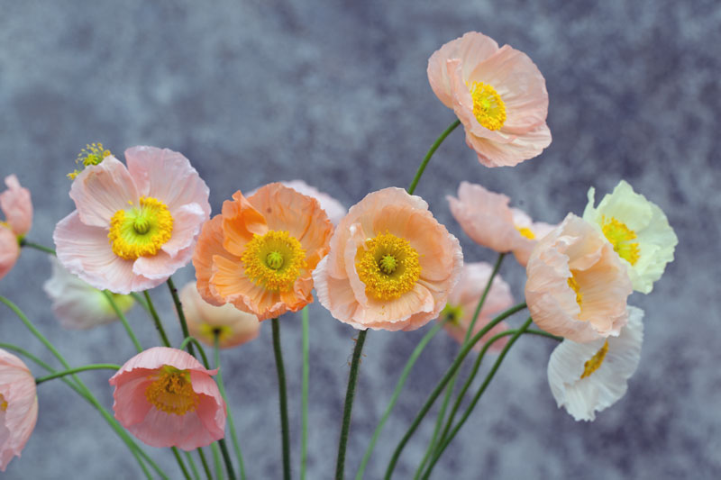 Icelandic Poppy Flower Seeds