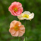 Icelandic Poppy Flower Seeds