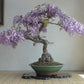 Purple Rain Bonsai Seeds
