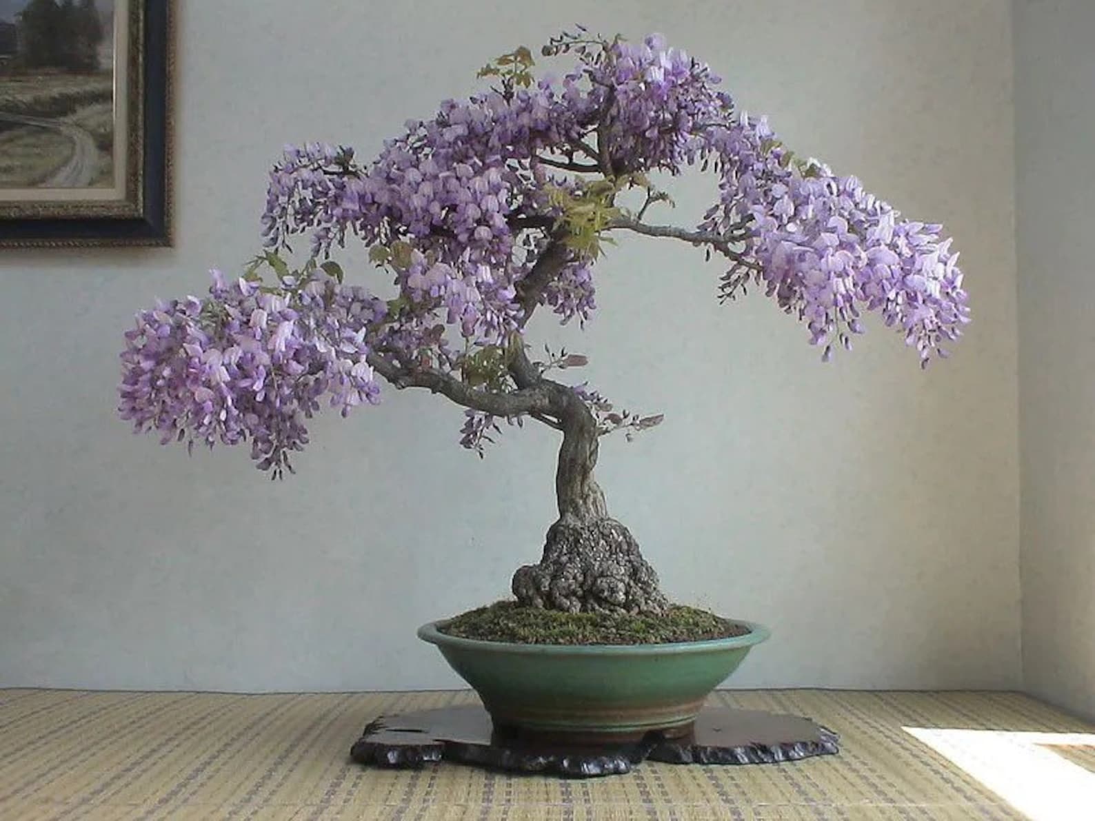 Purple Rain Bonsai Seeds