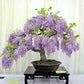 Purple Rain Bonsai Seeds