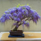 Purple Rain Bonsai Seeds