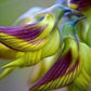 Birdflower Seeds Hummingbird Flowers