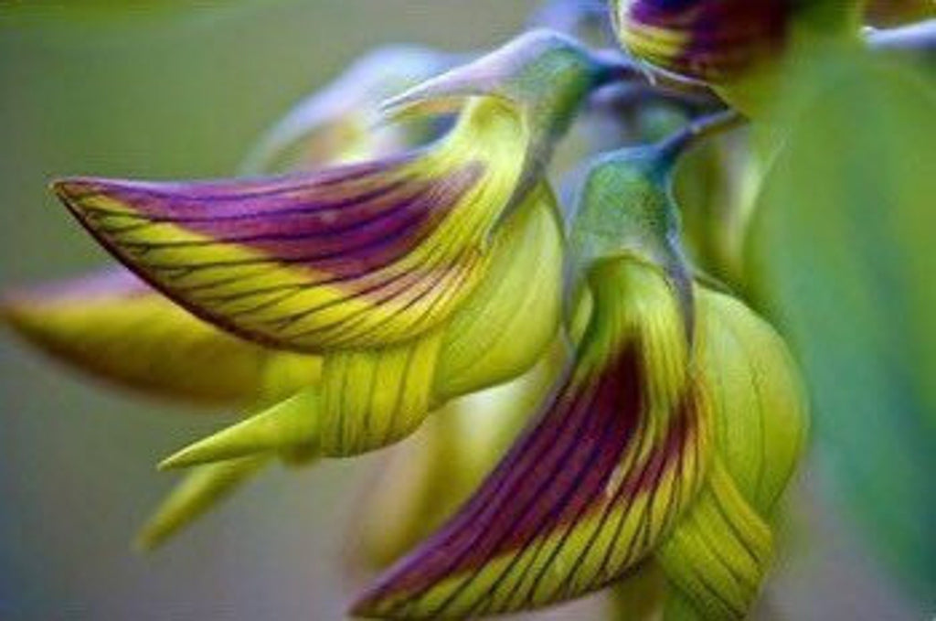 Birdflower Seeds Hummingbird Flowers