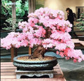 Japanese Cherry Blossom Bonsai Tree Seeds