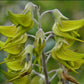 Birdflower Seeds Hummingbird Flowers