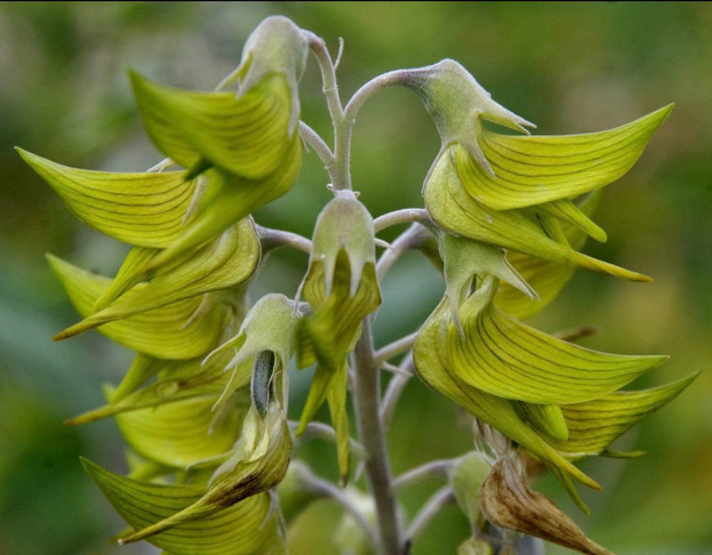 Birdflower Seeds Hummingbird Flowers