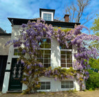 Wisteria Blue Rain Seeds