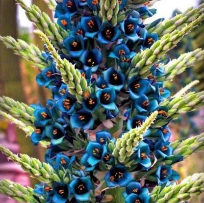 Puya Alpestris Seeds