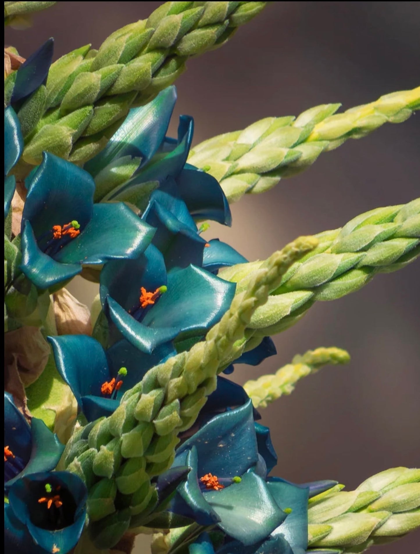 Puya Alpestris Seeds