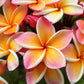 Frangipani Seeds