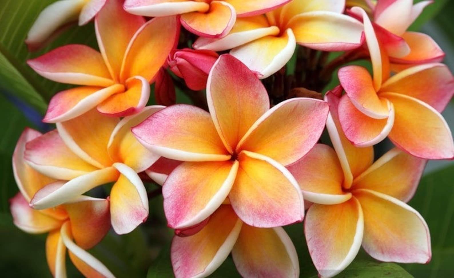 Frangipani Seeds