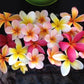 Frangipani Seeds