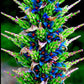 Puya Alpestris Seeds
