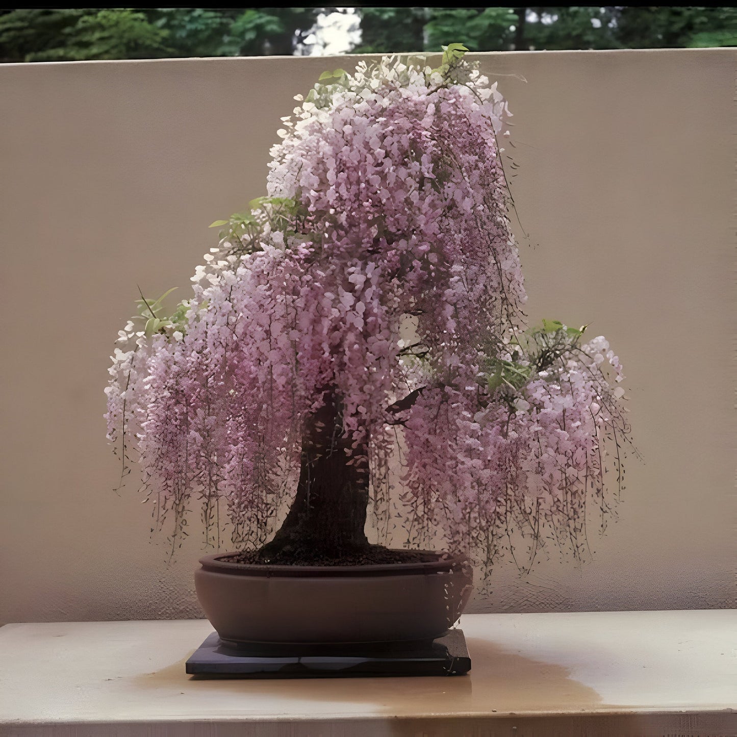 Pink Wisteria Bonsai Seeds