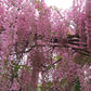 Pink Wisteria Bonsai Seeds