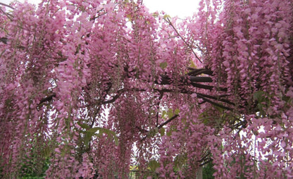 Pink Wisteria Bonsai Seeds