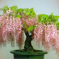 Pink Wisteria Bonsai Seeds