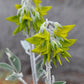 Bird Flower Seeds