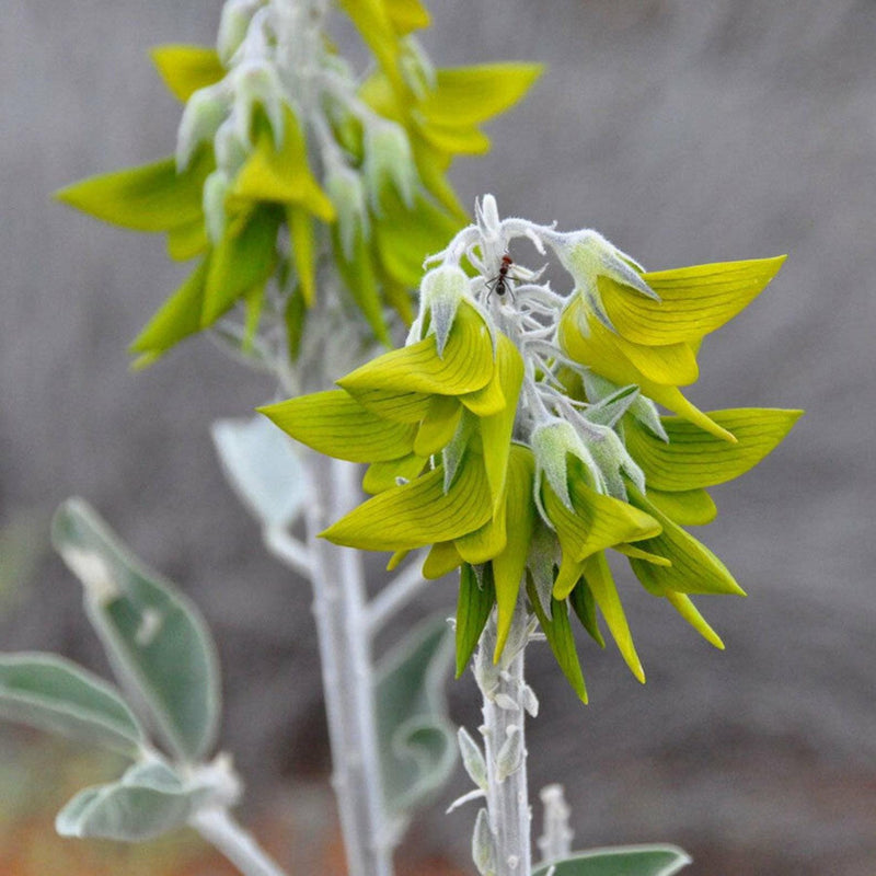 Bird Flower Seeds