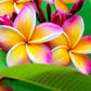 Frangipani Seeds