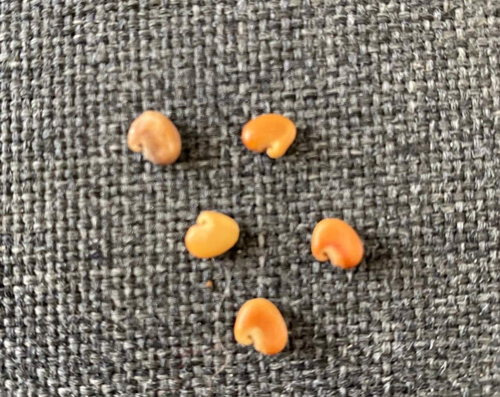 Bird Flower seeds (for all year round) fun and easy, a fantastic gift, success guaranteed, fast shipping, fun and easy care, fast growing